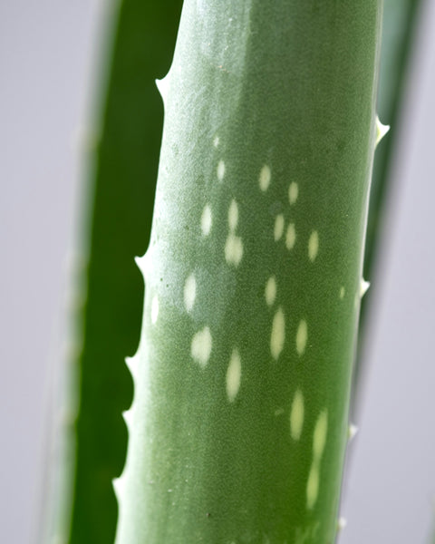 Radiant Glow Facial Wash